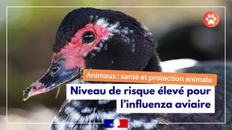 Influenza aviaire niveau de risque eleve et restrictions en vigueur large